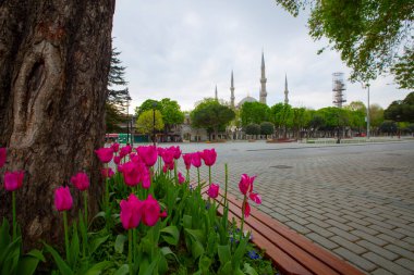 Sultahahmet Meydanı 'nda lale Festivali. İstanbul, Türkiye 'deki laleler ve Mavi Cami.