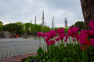 Sultahahmet Meydanı 'nda lale Festivali. İstanbul, Türkiye 'deki laleler ve Mavi Cami.