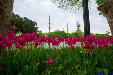 Sultahahmet Meydanı 'nda lale Festivali. İstanbul, Türkiye 'deki laleler ve Mavi Cami.