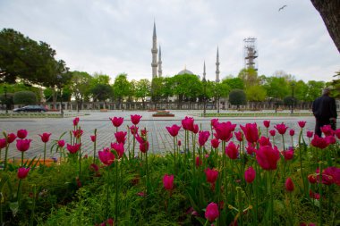 Sultahahmet Meydanı 'nda lale Festivali. İstanbul, Türkiye 'deki laleler ve Mavi Cami.