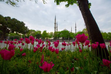 Sultahahmet Meydanı 'nda lale Festivali. İstanbul, Türkiye 'deki laleler ve Mavi Cami.