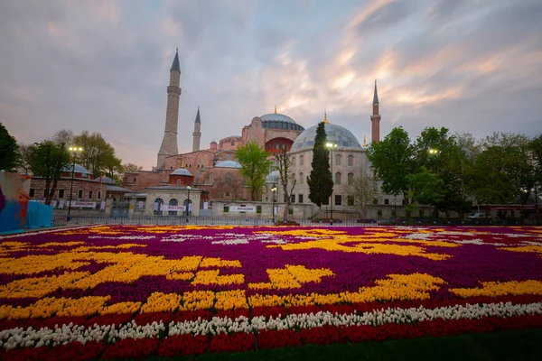Фестиваль Тюльпанів Площі Султахахмет Тюльпани Синя Мечеть Стамбулі Туреччина — стокове фото