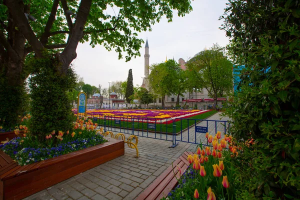 Tulipánový Festival Sultahahmet Square Tulipány Modrá Mešita Istanbulu Turecko — Stock fotografie