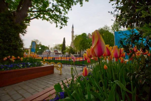 Festival Del Tulipán Plaza Sultahahmet Tulipanes Mezquita Azul Estambul Turquía — Foto de Stock
