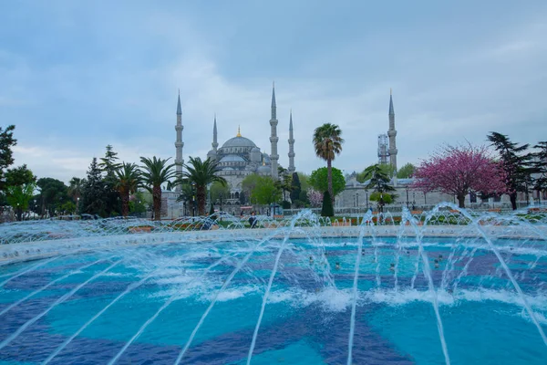 Tulipán Fesztivál Sultahahmet Téren Tulipán Kék Mecset Isztambulban Törökország — Stock Fotó
