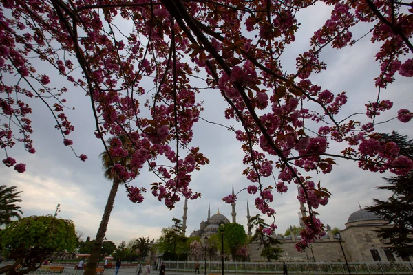 Sultahahmet Meydanı 'nda lale Festivali. İstanbul, Türkiye 'deki laleler ve Mavi Cami.