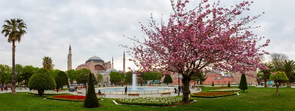 Фестиваль Тюльпанів Площі Султахахмет Тюльпани Синя Мечеть Стамбулі Туреччина — стокове фото