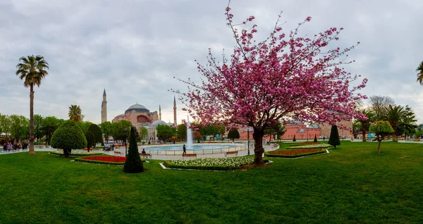 Festiwal Tulipanów Placu Sultahahmet Tulipany Błękitny Meczet Stambule Turcja — Zdjęcie stockowe