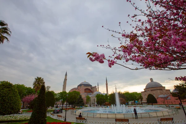 Tulpenfestival Sultahahmet Square Tulpen Blauwe Moskee Istanboel Turkije — Stockfoto