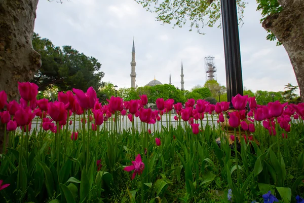 Tulpenfest Auf Dem Sultahahmet Platz Tulpen Und Blaue Moschee Istanbul — Stockfoto