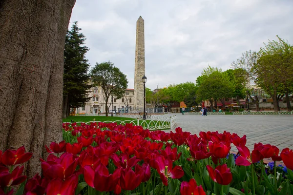 Festival Del Tulipano Piazza Sultahahmet Tulipani Moschea Blu Istanbul Turchia — Foto Stock