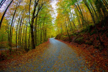 Yedigller - yedi göl milli parkı sonbahar manzarası ahşap iskeleli suya yansıyor - Yedigller Milli Parkı Bolu, Türkiye 'de sonbahar manzarası (yedi göl)
