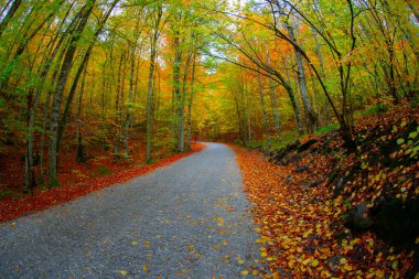 Yedigller - yedi göl milli parkı sonbahar manzarası ahşap iskeleli suya yansıyor - Yedigller Milli Parkı Bolu, Türkiye 'de sonbahar manzarası (yedi göl)