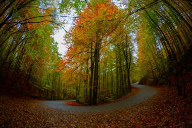 Yedigller - yedi göl milli parkı sonbahar manzarası ahşap iskeleli suya yansıyor - Yedigller Milli Parkı Bolu, Türkiye 'de sonbahar manzarası (yedi göl)