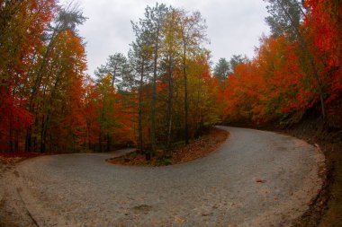 Yedigller - yedi göl milli parkı sonbahar manzarası ahşap iskeleli suya yansıyor - Yedigller Milli Parkı Bolu, Türkiye 'de sonbahar manzarası (yedi göl)