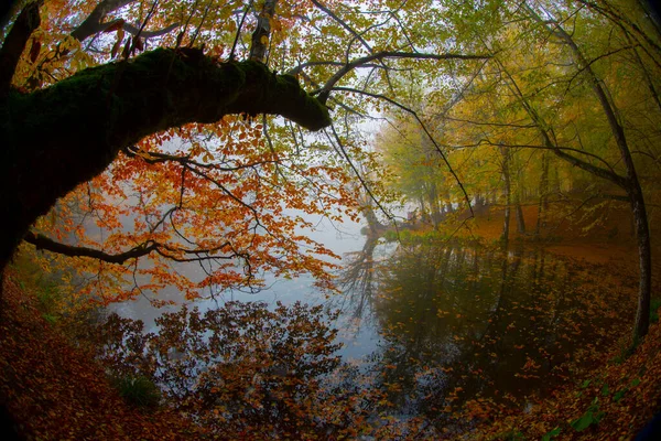Yedigller Seven Lake National Park Autumn Forest Landscape Reflection Water — Stock Photo, Image