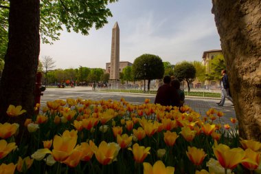 Sultanahmet bölgesindeki Lale Festivali sırasında İstanbul 'dan laleler