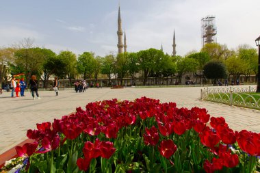 Sultanahmet bölgesindeki Lale Festivali sırasında İstanbul 'dan laleler