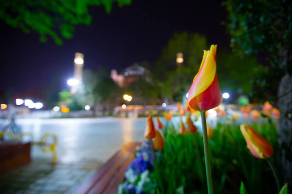 Tulpen Aus Istanbul Während Des Tulpenfestes Der Region Sultanahmet — Stockfoto