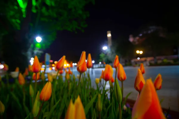 Тюльпаны Стамбула Время Фестиваля Тюльпанов Регионе Султанахмет — стоковое фото