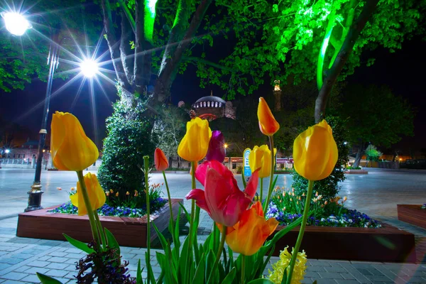 Tulips from Istanbul during Tulip festival, in Sultanahmet region