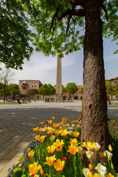 Tulipani Istanbul Durante Festival Dei Tulipani Nella Regione Sultanahmet — Foto Stock