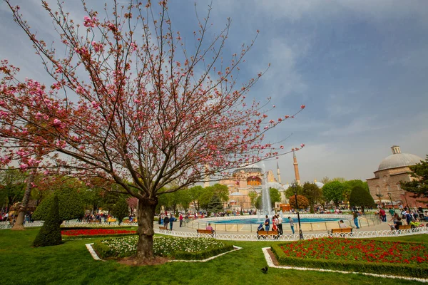 Tulipány Istanbulu Během Festivalu Tulipánů Sultánské Oblasti — Stock fotografie