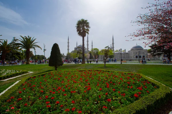 Tulipanes Estambul Durante Festival Tulipán Región Sultanahmet — Foto de Stock