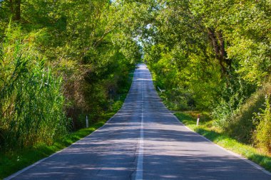 Toskana, İtalya 'nın en güzel şehri ve ağaçlarla kaplı yol.