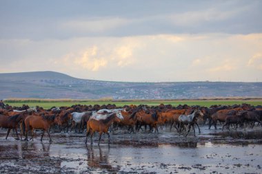 Yilki atları nehirde yürüyor ve koşuyor. Kayseri Türkiye 'deki Yilki atları sahipsiz yabani atlardır