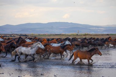 Yilki atları nehirde yürüyor ve koşuyor. Kayseri Türkiye 'deki Yilki atları sahipsiz yabani atlardır