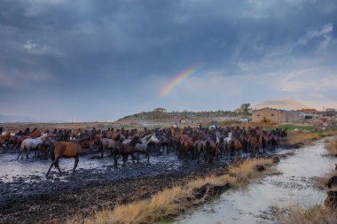 Yilki atları nehirde yürüyor ve koşuyor. Kayseri Türkiye 'deki Yilki atları sahipsiz yabani atlardır