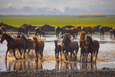 Yilki atları nehirde yürüyor ve koşuyor. Kayseri Türkiye 'deki Yilki atları sahipsiz yabani atlardır