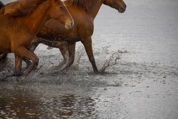 Άλογα Yilki Περπατούν Και Τρέχουν Στο Ποτάμι Yilki Άλογα Στην — Φωτογραφία Αρχείου