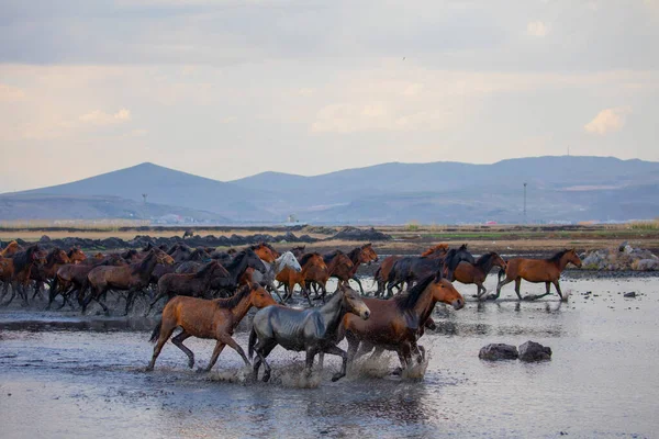 stock image Yilki horses are walking and running on the river. Yilki horses in Kayseri Turkey are wild horses with no owners