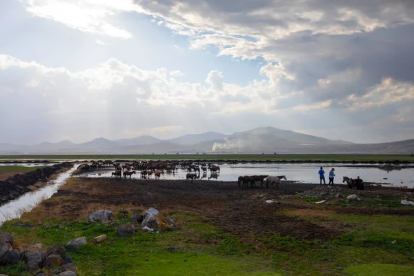 stock image Yilki horses are walking and running on the river. Yilki horses in Kayseri Turkey are wild horses with no owners