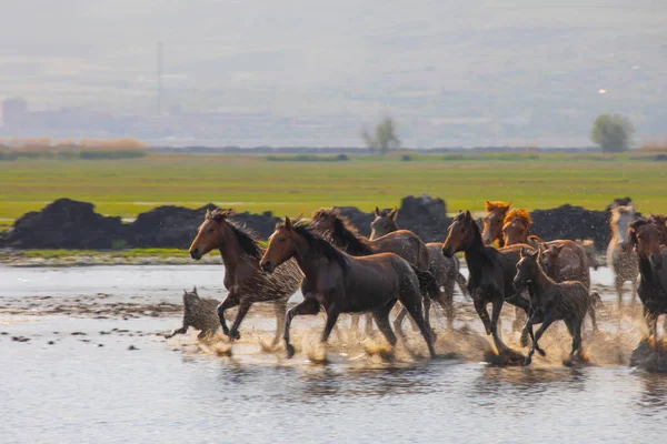 stock image Yilki horses are walking and running on the river. Yilki horses in Kayseri Turkey are wild horses with no owners