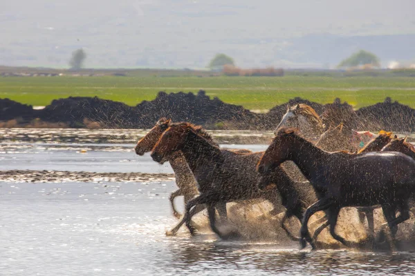 말들은 달리고 있어요 터키의 카이세리에에 키말은 야생마이다 — 스톡 사진