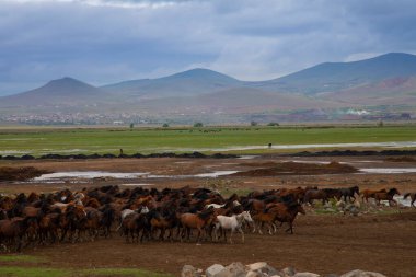 Atlar koşup tozlanıyor. Kayseri Türkiye 'deki Yilki atları sahipsiz yabani atlardır