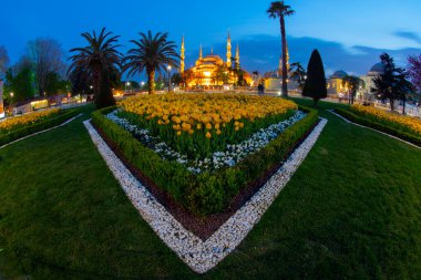 Lale festivali sırasında İstanbul 'da laleler, Ayasofya ile Sultanahmet bölgesinde