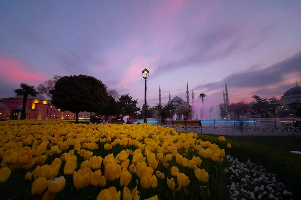 Tulips in Istanbul during Tulip festival, in Sultanahmet region with Hagia Sophia