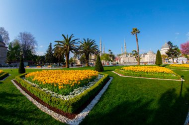 Lale festivali sırasında İstanbul 'da laleler, Ayasofya ile Sultanahmet bölgesinde