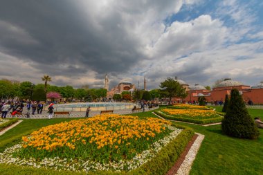 Lale festivali sırasında İstanbul 'da laleler, Ayasofya ile Sultanahmet bölgesinde