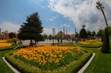 Lale festivali sırasında İstanbul 'da laleler, Ayasofya ile Sultanahmet bölgesinde