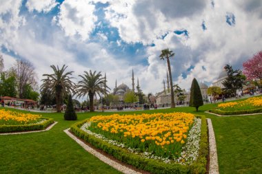 Lale festivali sırasında İstanbul 'da laleler, Ayasofya ile Sultanahmet bölgesinde