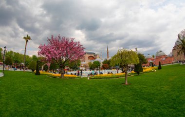 Lale festivali sırasında İstanbul 'da laleler, Ayasofya ile Sultanahmet bölgesinde