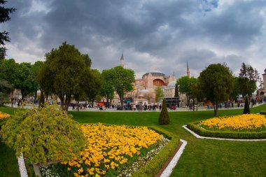 Lale festivali sırasında İstanbul 'da laleler, Ayasofya ile Sultanahmet bölgesinde