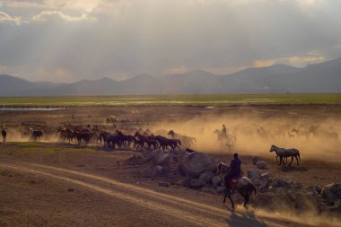 Bedava atlar, gün batımında doğaya bırakılmış. Kapadokya, Türkiye