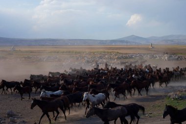 Bedava atlar, gün batımında doğaya bırakılmış. Kapadokya, Türkiye