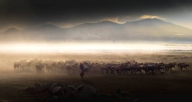 Bedava atlar, gün batımında doğaya bırakılmış. Kapadokya, Türkiye